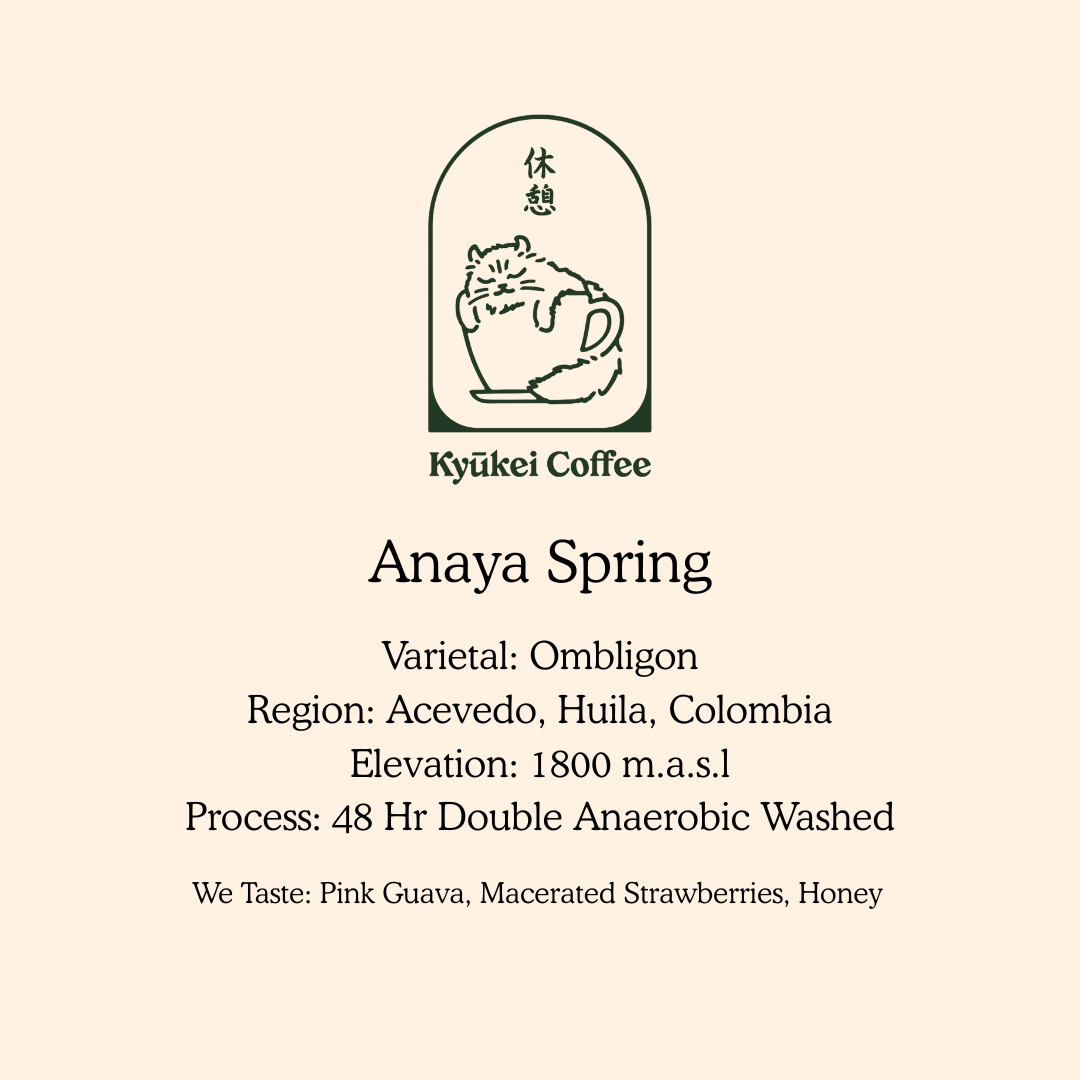Anaya Spring