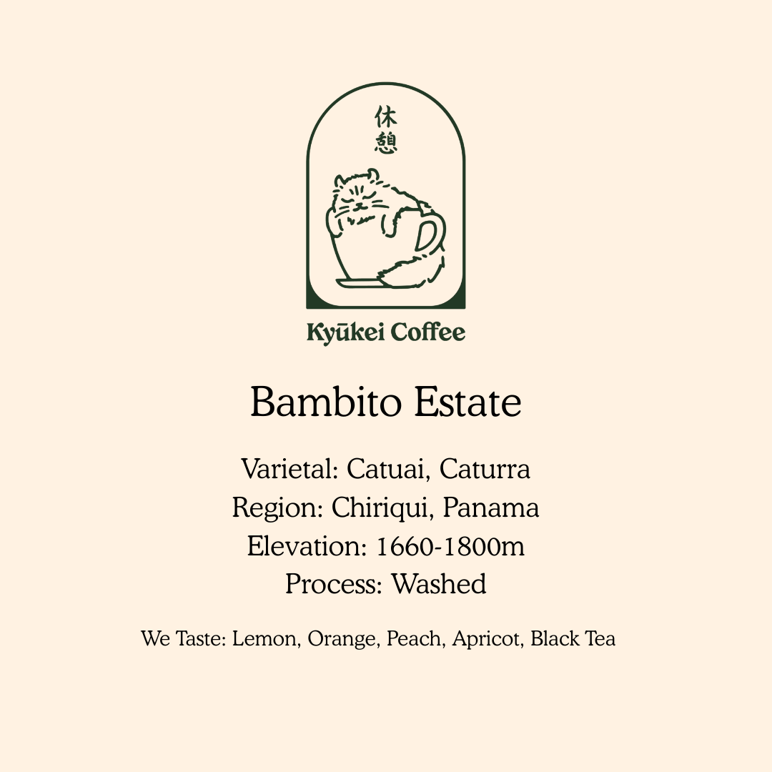 Bambito Catuai/Caturra