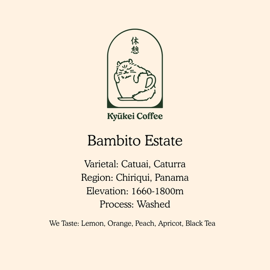 Bambito Catuai/Caturra